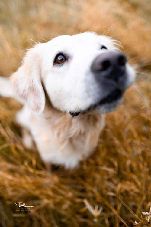 Hundeauslaufgebiet-Braun_Fotografie-Bild