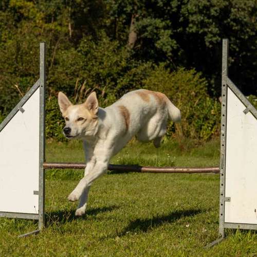 Hundeauslaufgebiet-Hundeschule MiCaNa-Bild