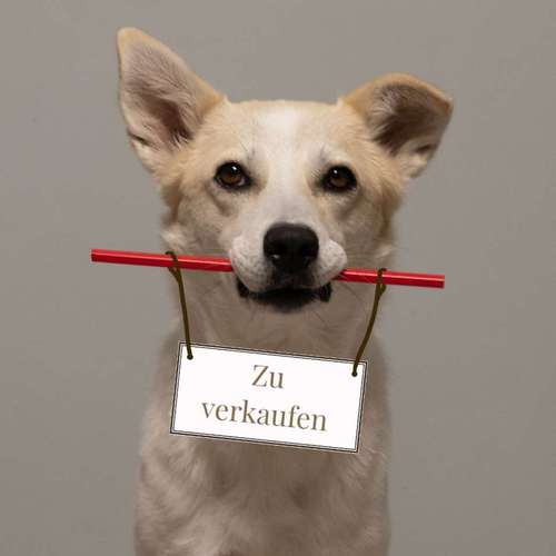 Hundeauslaufgebiet-Hundeschule MiCaNa-Bild