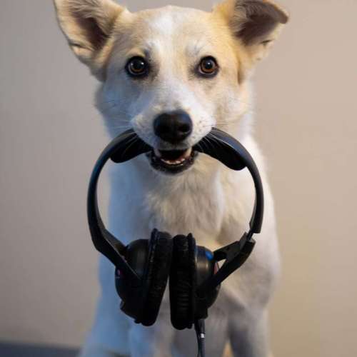 Hundeauslaufgebiet-Hundeschule MiCaNa-Bild