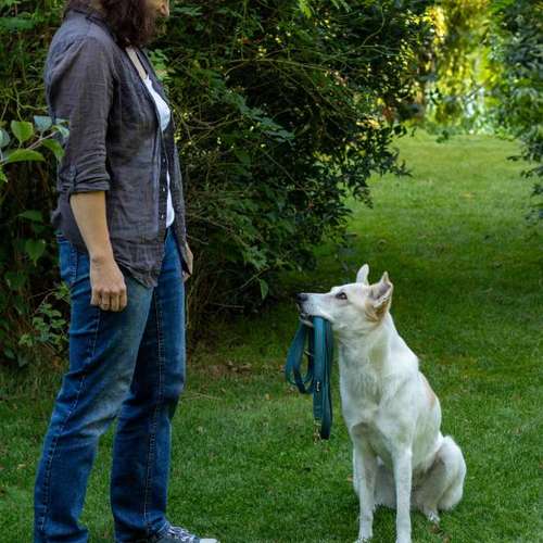 Hundeauslaufgebiet-Hundeschule MiCaNa-Bild