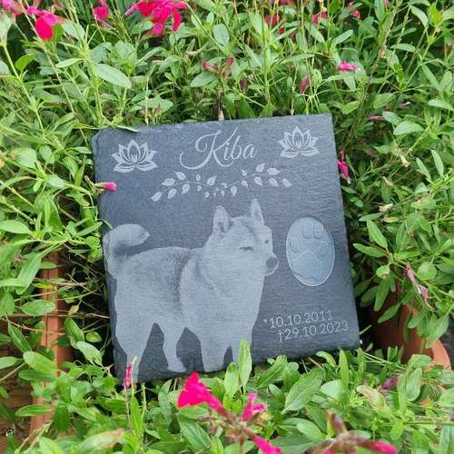 Hundeauslaufgebiet-Atelier 4 Pfoten-Bild