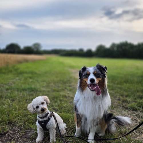 Hundeauslaufgebiet-Leonis Hundewelt-Bild