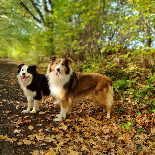 Hundeauslaufgebiet-Leonis Hundewelt-Bild