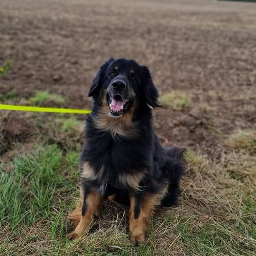 Hundeauslaufgebiet-Leonis Hundewelt-Bild