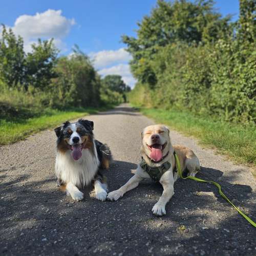 Hundeauslaufgebiet-Leonis Hundewelt-Bild