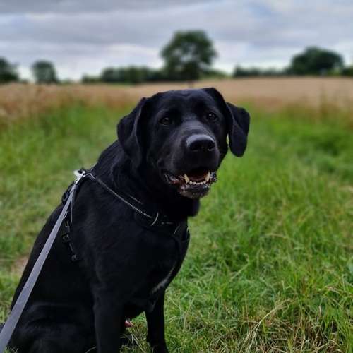 Hundeauslaufgebiet-Leonis Hundewelt-Bild