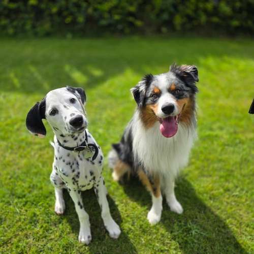 Hundeauslaufgebiet-Leonis Hundewelt-Bild