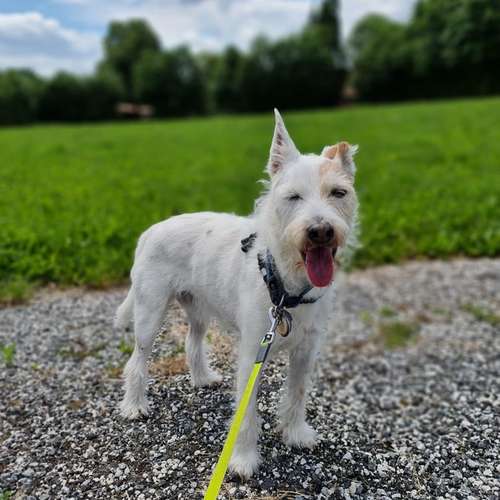 Hundeauslaufgebiet-Leonis Hundewelt-Bild