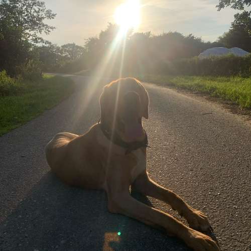 Hundeauslaufgebiet-Leonis Hundewelt-Bild