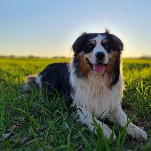 Hundeauslaufgebiet-Leonis Hundewelt-Bild