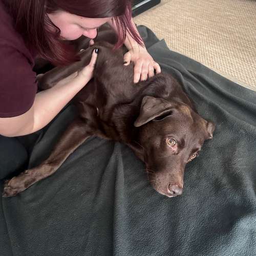 Hundeauslaufgebiet-Katharina Scherf - PowerPaw Akademie-Bild