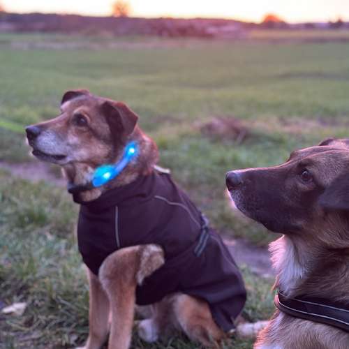 Hundeauslaufgebiet-Katharina Scherf - PowerPaw Akademie-Bild