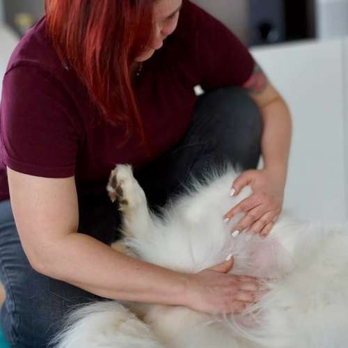 Hundeauslaufgebiet-Katharina Scherf - PowerPaw Akademie-Bild