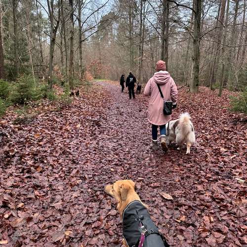 Hundeauslaufgebiet-Katharina Scherf - PowerPaw Akademie-Bild