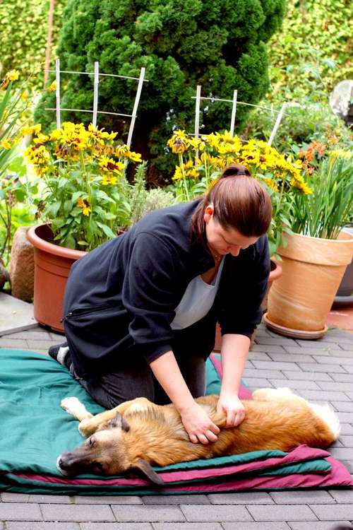 Hundeauslaufgebiet-Katharina Scherf - PowerPaw Akademie-Bild