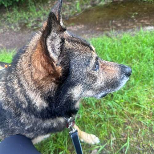 Hundeauslaufgebiet-Katharina Scherf - PowerPaw Akademie-Bild