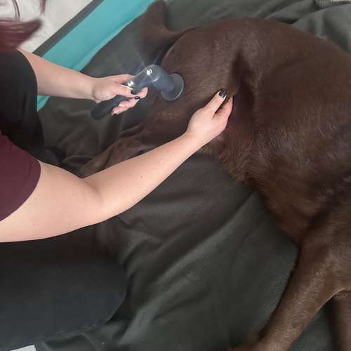 Hundeauslaufgebiet-Katharina Scherf - PowerPaw Akademie-Bild