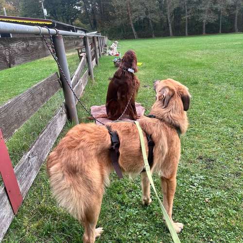 Hundeauslaufgebiet-Katharina Scherf - PowerPaw Akademie-Bild