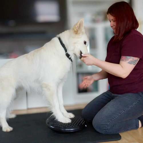 Hundeauslaufgebiet-Katharina Scherf - PowerPaw Akademie-Bild