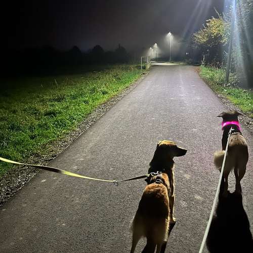 Hundeauslaufgebiet-Katharina Scherf - PowerPaw Akademie-Bild