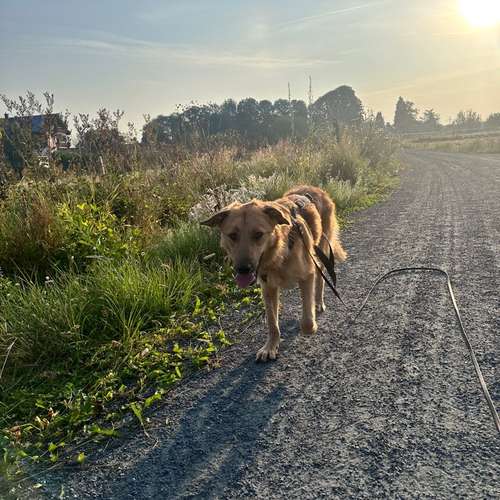 Hundeauslaufgebiet-Katharina Scherf - PowerPaw Akademie-Bild