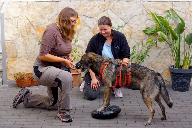 Hundeauslaufgebiet-Katharina Scherf - PowerPaw Akademie-Bild