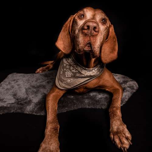 Hundeauslaufgebiet-Ruby’s Hundeboutique-Bild