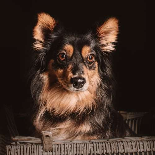 Hundeauslaufgebiet-Ruby’s Hundeboutique-Bild