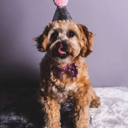 Hundeauslaufgebiet-Ruby’s Hundeboutique-Bild