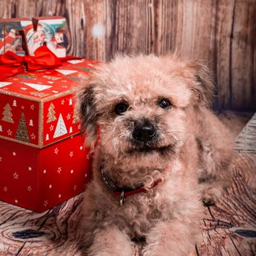 Hundeauslaufgebiet-Ruby’s Hundeboutique-Bild
