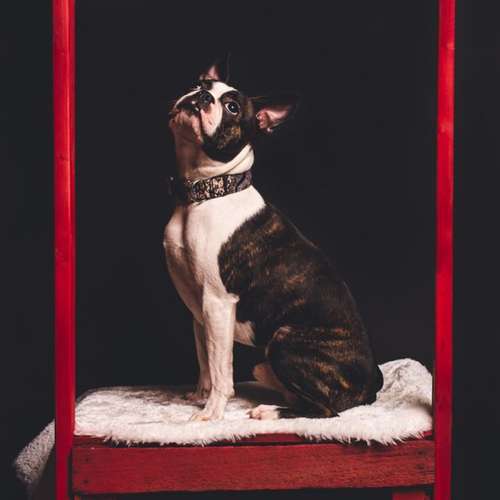 Hundeauslaufgebiet-Ruby’s Hundeboutique-Bild