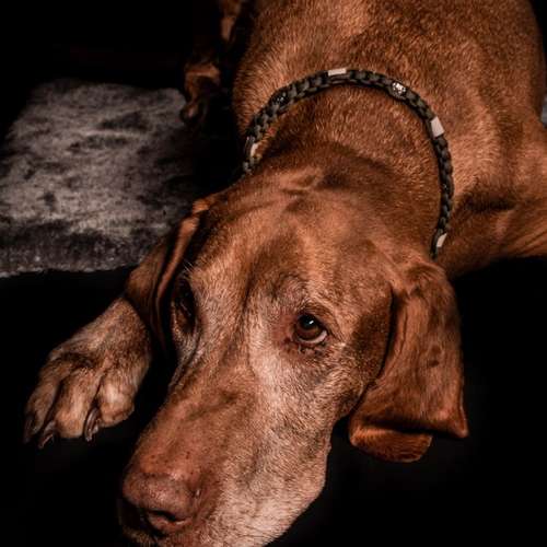 Hundeauslaufgebiet-Ruby’s Hundeboutique-Bild