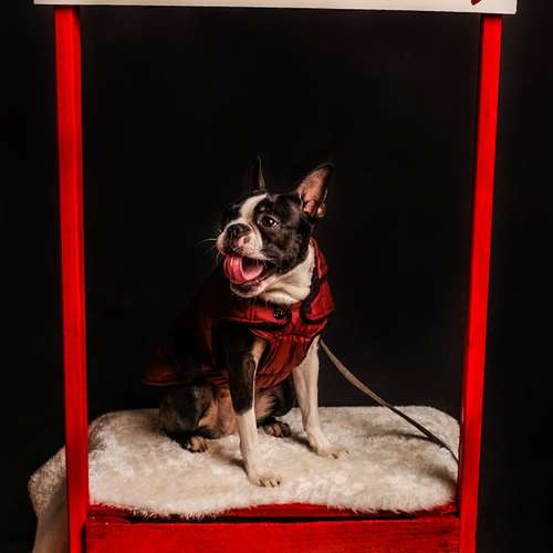 Hundeauslaufgebiet-Ruby’s Hundeboutique-Bild