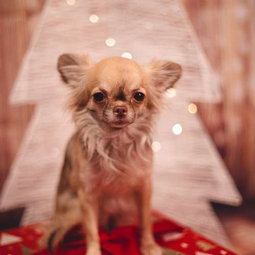 Hundeauslaufgebiet-Ruby’s Hundeboutique-Bild