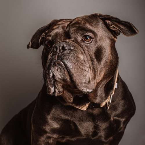 Hundeauslaufgebiet-Ruby’s Hundeboutique-Bild