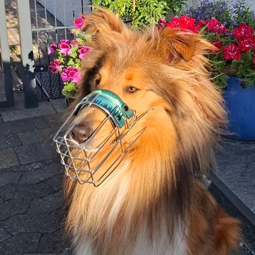 Hundeauslaufgebiet-Anjas Pfotenwerkstatt-Bild