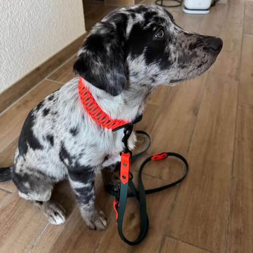 Hundeauslaufgebiet-Anjas Pfotenwerkstatt-Bild