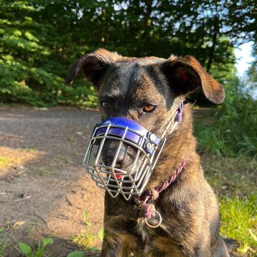 Hundeauslaufgebiet-Anjas Pfotenwerkstatt-Bild