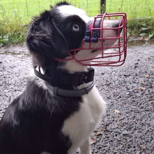 Hundeauslaufgebiet-Anjas Pfotenwerkstatt-Bild