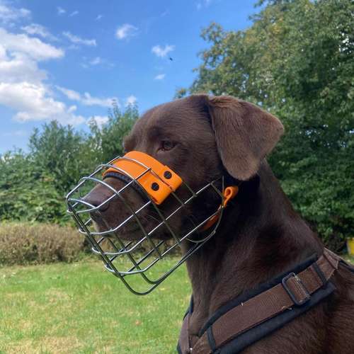 Hundeauslaufgebiet-Anjas Pfotenwerkstatt-Bild