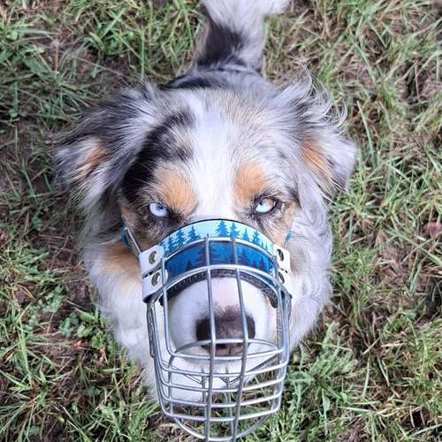 Hundeauslaufgebiet-Anjas Pfotenwerkstatt-Bild