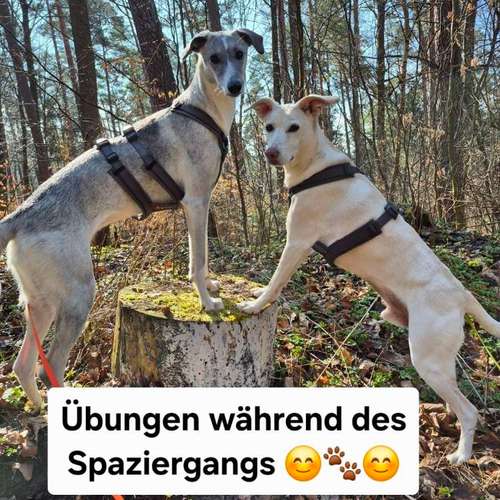 Hundeauslaufgebiet-Hundeschule Birgit Klug GemeinsamWachsen-Bild