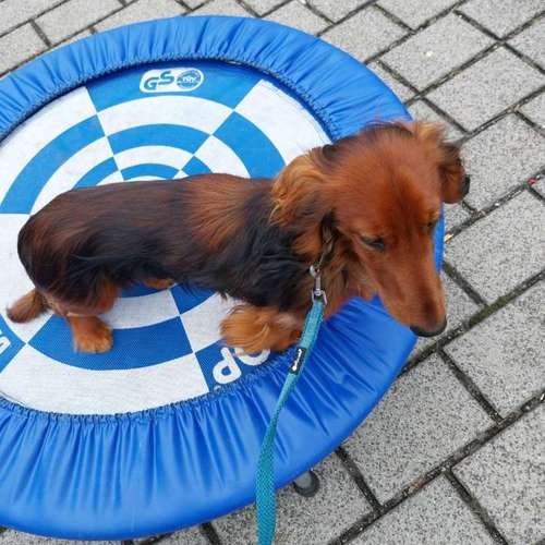 Hundeauslaufgebiet-Hundeschule Birgit Klug GemeinsamWachsen-Bild