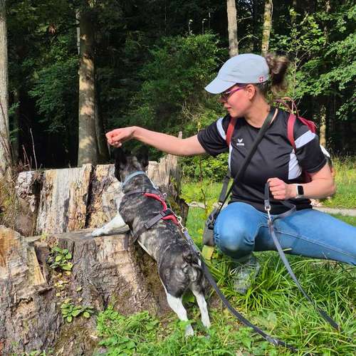 Hundeauslaufgebiet-Hundeschule Birgit Klug GemeinsamWachsen-Bild