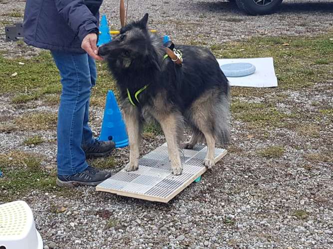 Hundeauslaufgebiet-4pfotenbtreuung.ch-Bild