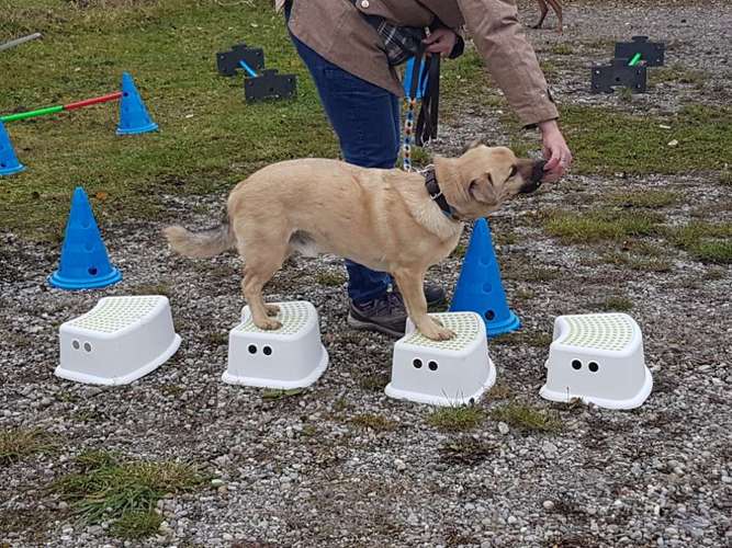 Hundeauslaufgebiet-4pfotenbtreuung.ch-Bild