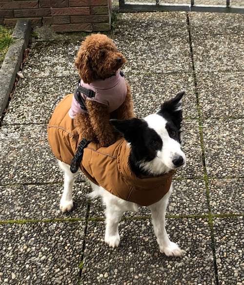 Hundeauslaufgebiet-Mobile Hundeschule Schumacher-Bild