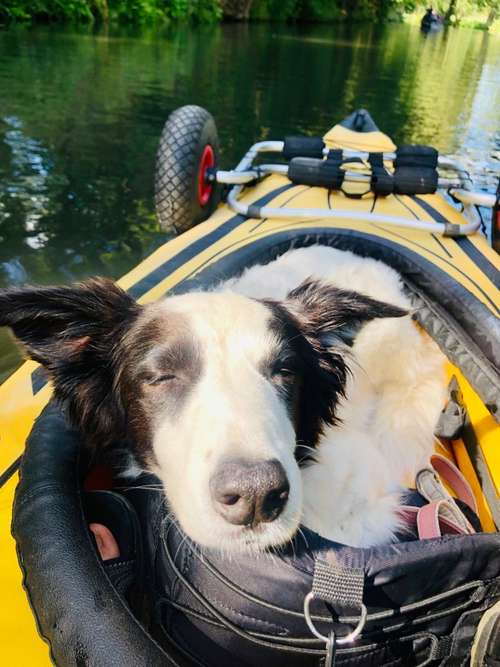 Hundeauslaufgebiet-Mobile Hundeschule Schumacher-Bild