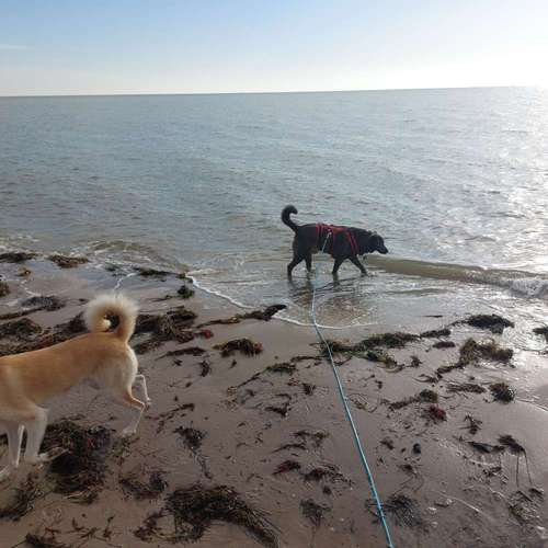 Hundeauslaufgebiet-Sandra Bischoff, Vitarights Vertriebspartnerin-Bild